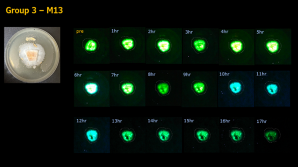 The effect of lead oxide concentrations on the bioluminescence intensity of <i>Panellus stipticus</i>
