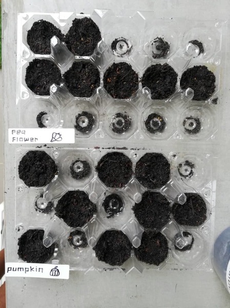 Cover photo for Microbes Cultured from Garden Soil Positively Impact Seed Germination and Plant Growth