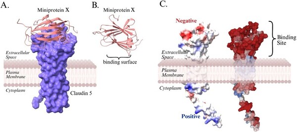 AI-designed mini-protein targeting claudin-5 to enhance blood–brain barrier integrity