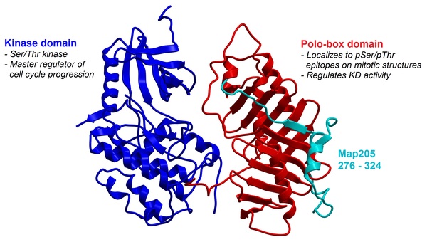 Cover photo for Peptidomimetics Targeting the Polo-box Domain of Polo-like Kinase 1